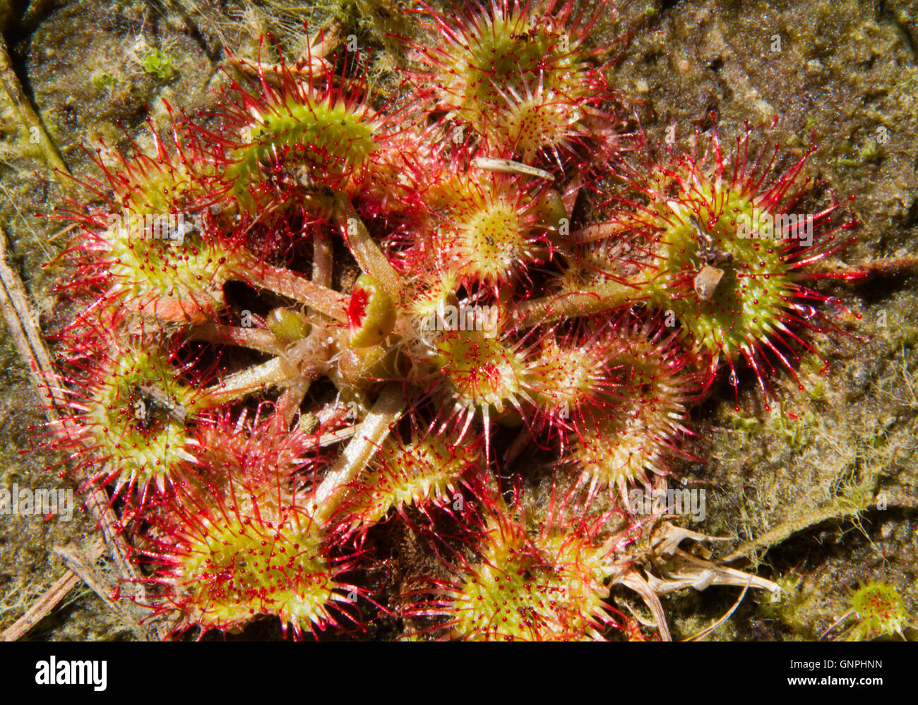 Tentacles of Round-leaved sundew or Common sundew (Drosera rotundifolia), with remainders of digested insects Stock Photo