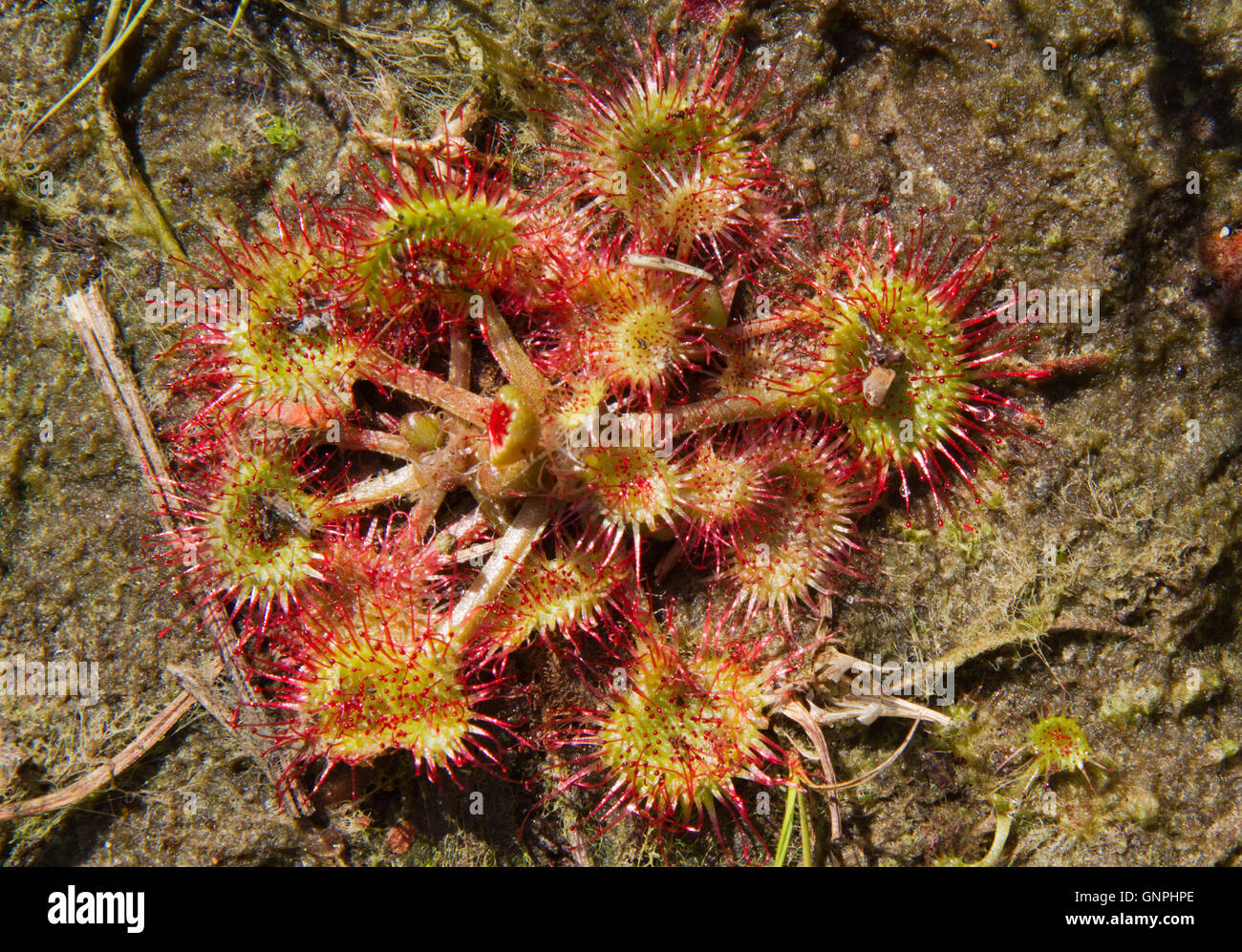 Tentacles of Round-leaved sundew or Common sundew (Drosera rotundifolia), with remainders of digested insects Stock Photo