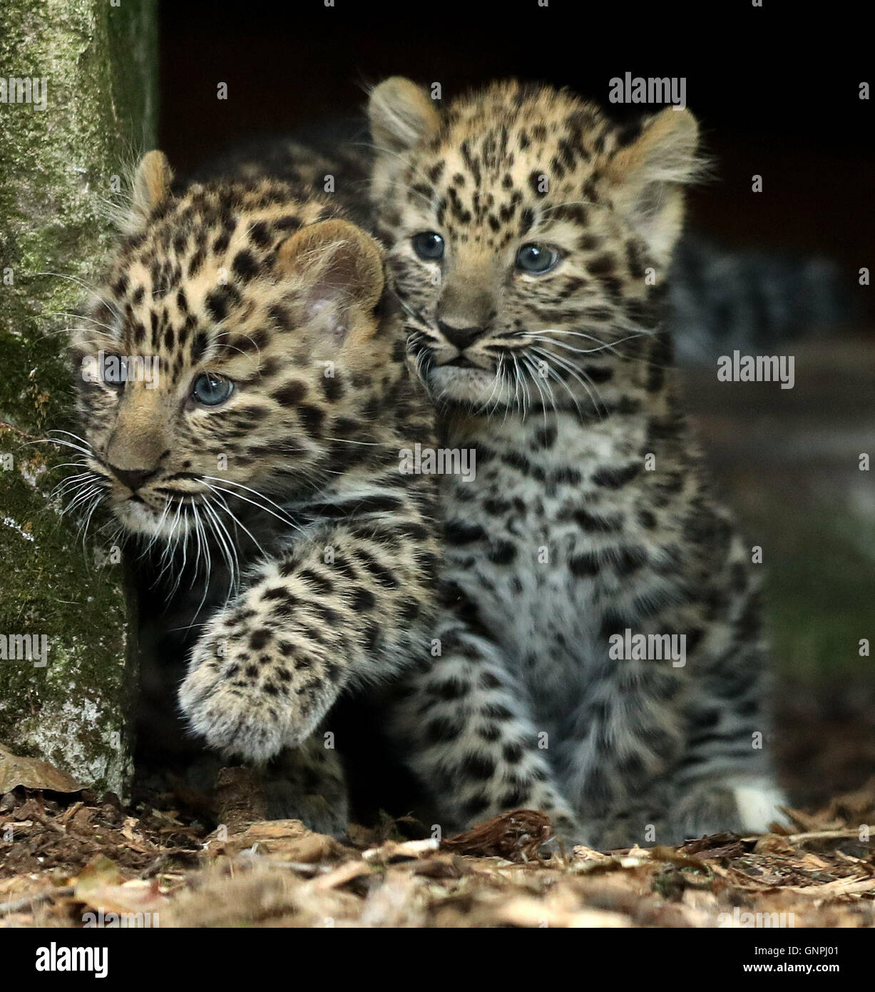 Amur Leopard Cubs Hi res Stock Photography And Images Alamy amur-leopard-cubs-hi-res-stock-photography-and-images-alamy