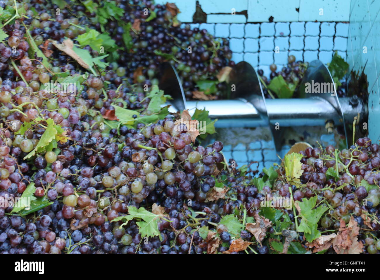 Grapes farming machine hires stock photography and images Alamy