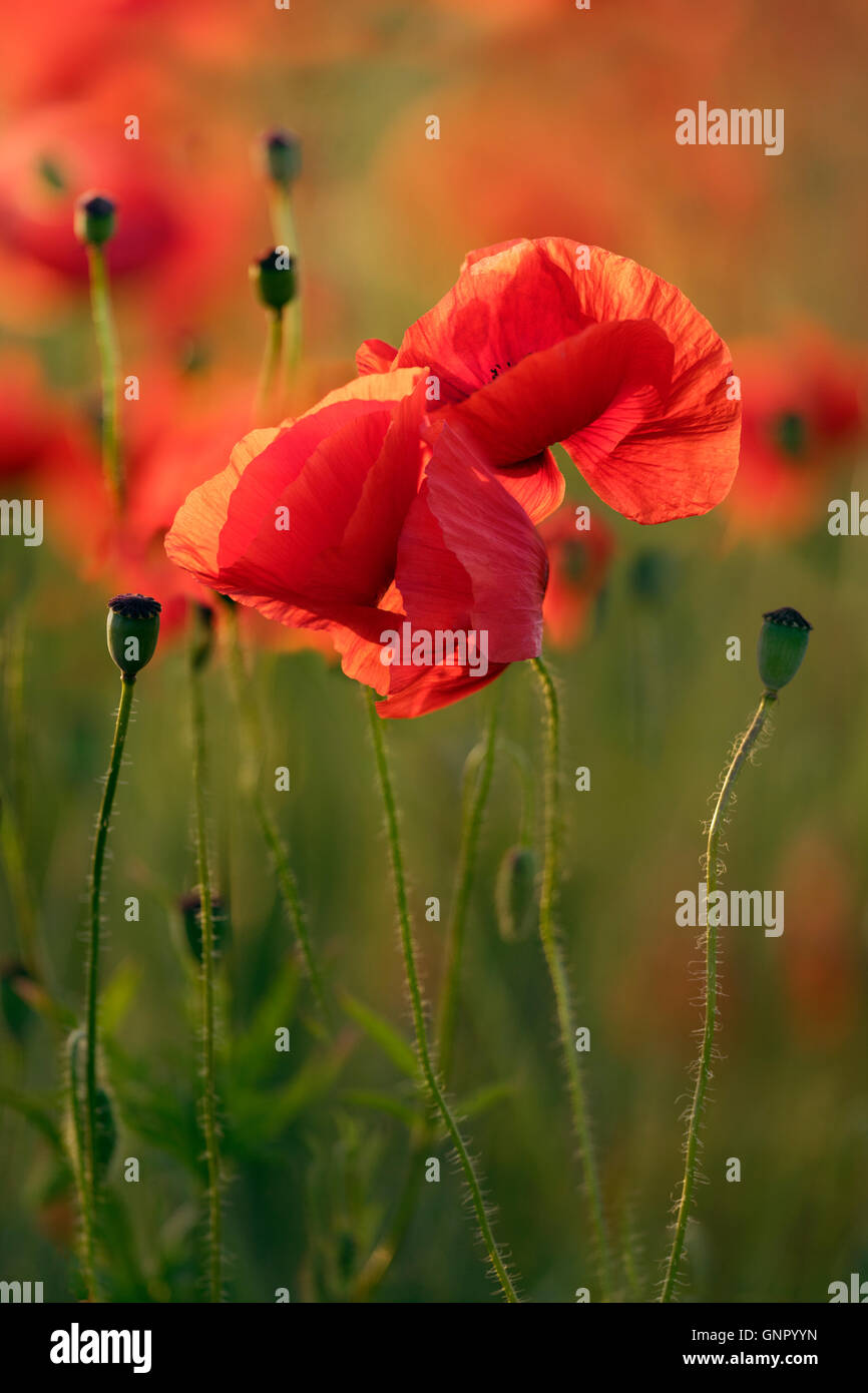 Red Poppy Flowers In Field At Sunrise Stock Photo