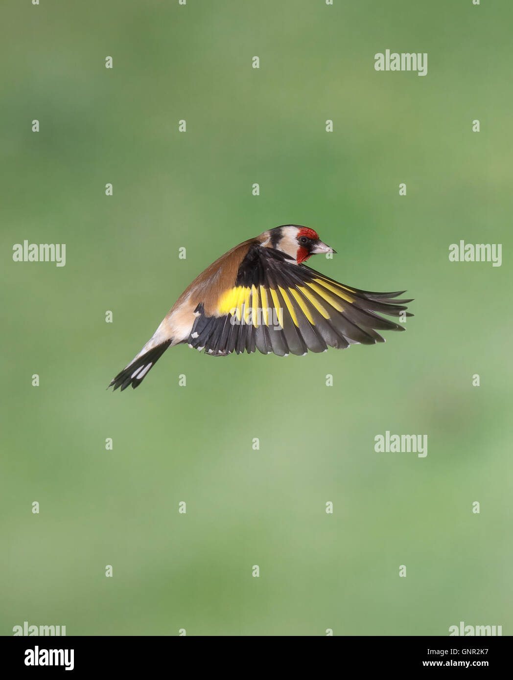 Flying goldfinch uk hi-res stock photography and images - Alamy