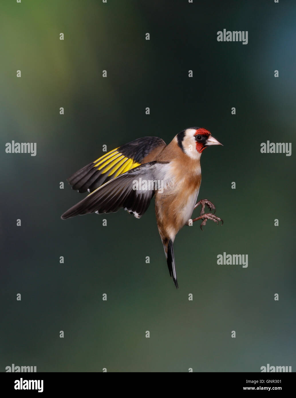 European Goldfinch (Carduelis Carduelis) in flight Stock Photo