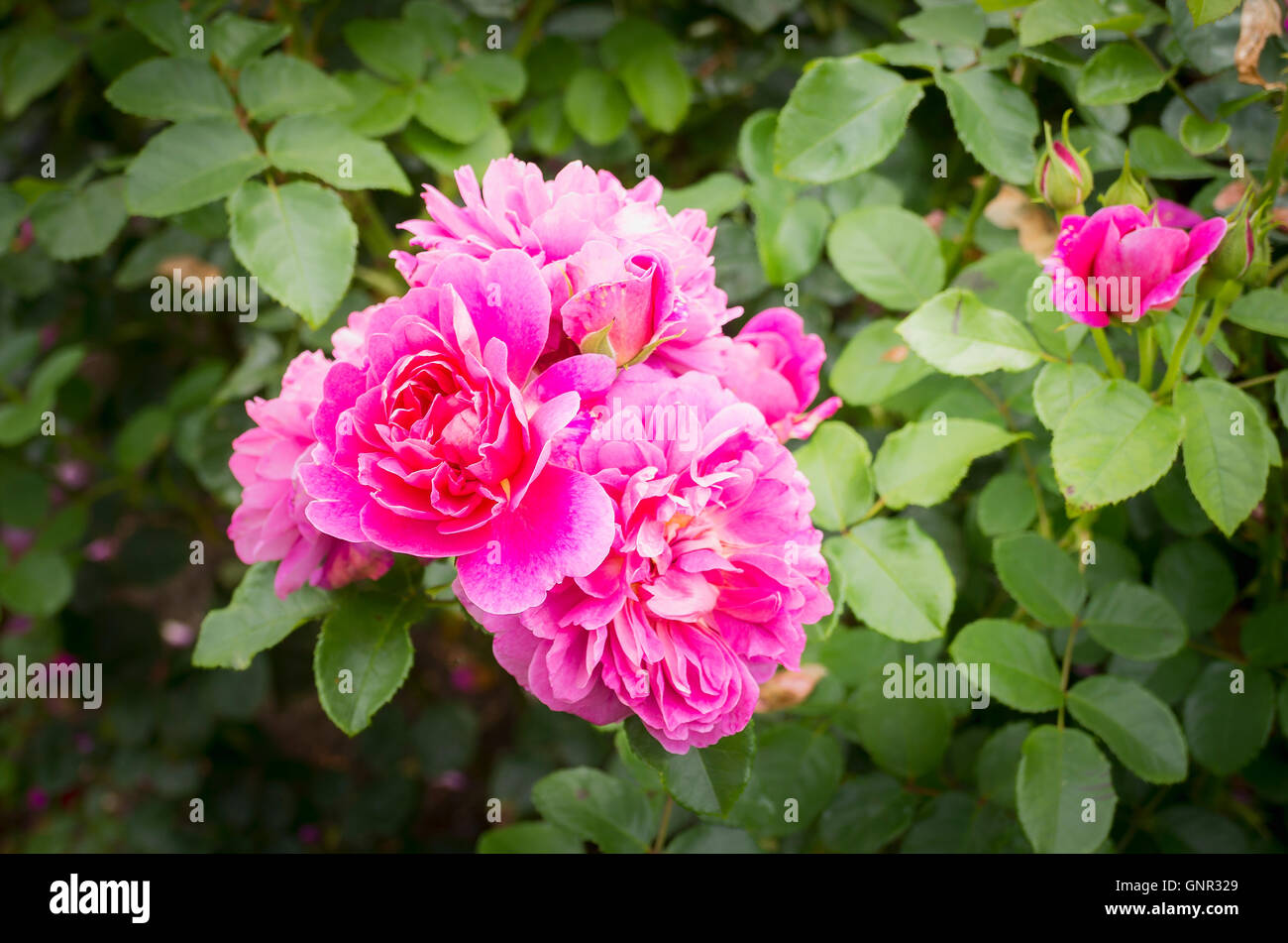 Pink roses Princess Anne Stock Photo - Alamy