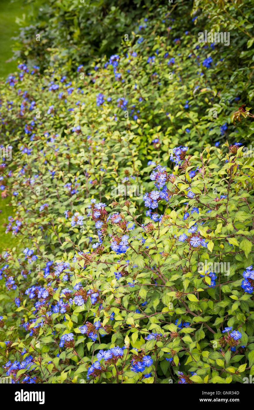 Cratostigma Forest Blue flowering in September Stock Photo