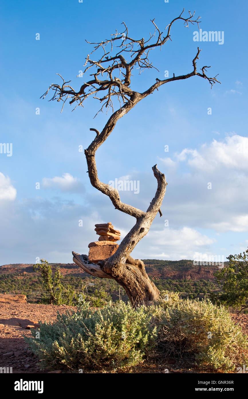 Large Dried Tree Detail of dry tree in Utah, USA Stock Photo - Alamy