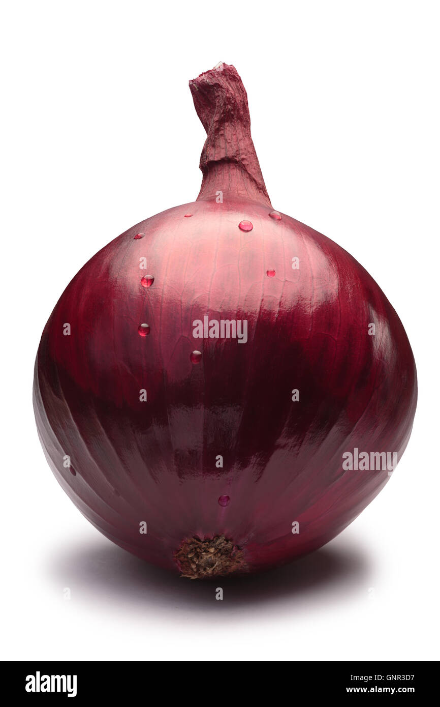 Red or purple onion bulb (Allium cepa), whole. Clipping path, shadow