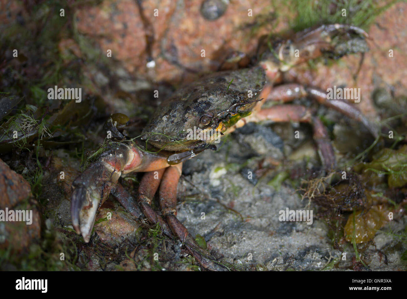 Adult male European Shore Crab in defensive mode.Jersey,Channel Islands,U.K  Stock Photo - Alamy