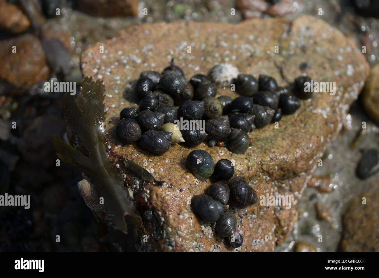 Common Periwinkles attached to the underside of a stone within the Intertidal zone,Jersey,Channel Islands,U.K. Stock Photo