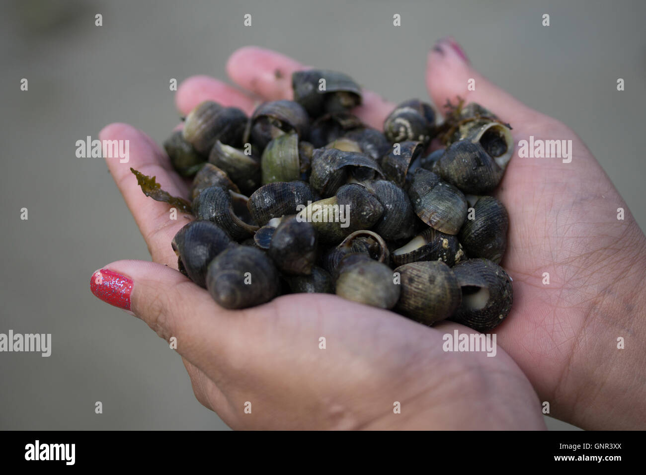 A woman holding harvested Common Periwinkles within the Intertidal zone,Jersey,Channel Islands,U.K. Stock Photo