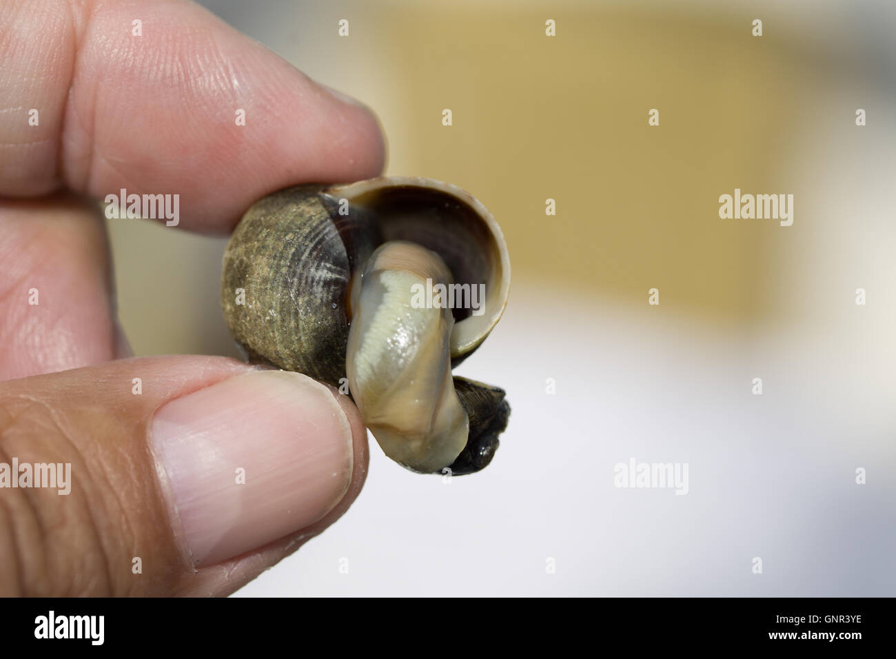 A winkle exposed out of the shell after being cooked.Jersey,Channel Islands,U.K. Stock Photo