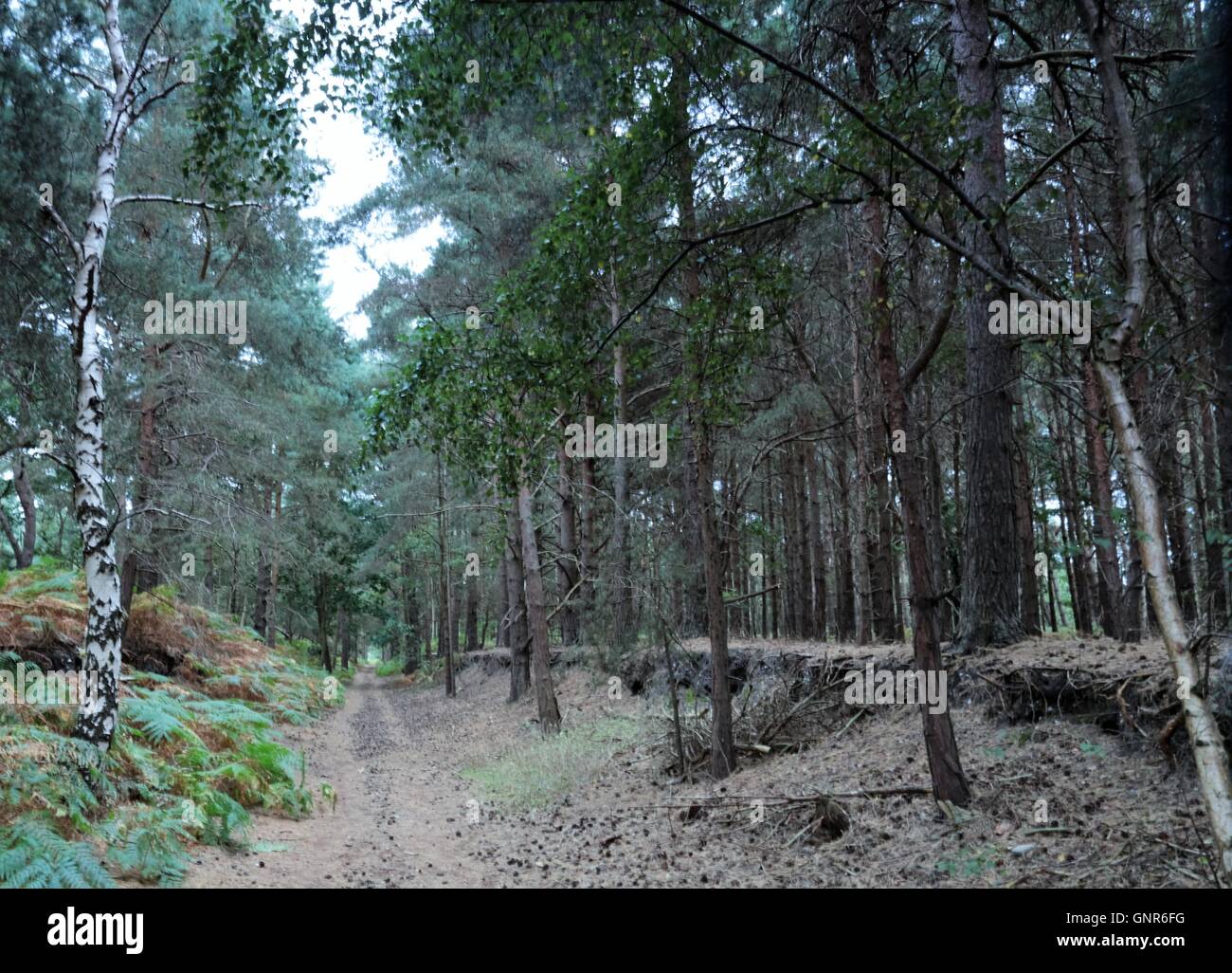 trees in woodland in Suffolk. Stock Photo