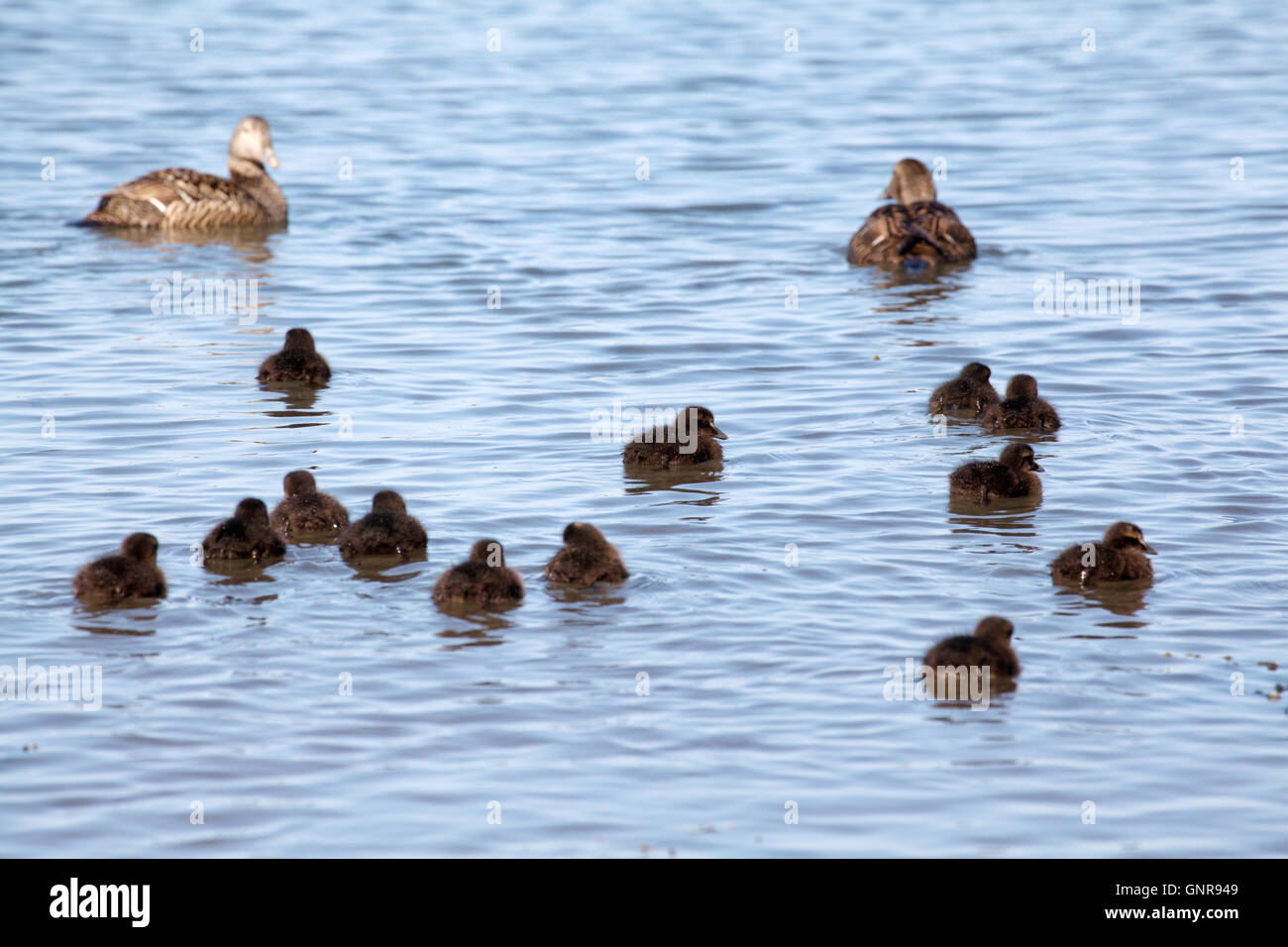Baby eider ducks chicks with two female eider ducks at Seahouses harbour Northumberland England Great Britain Stock Photo