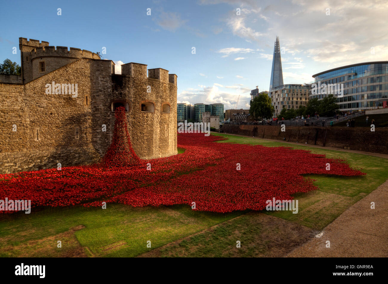 The moat of the tower of London is covered in a sea of poppies