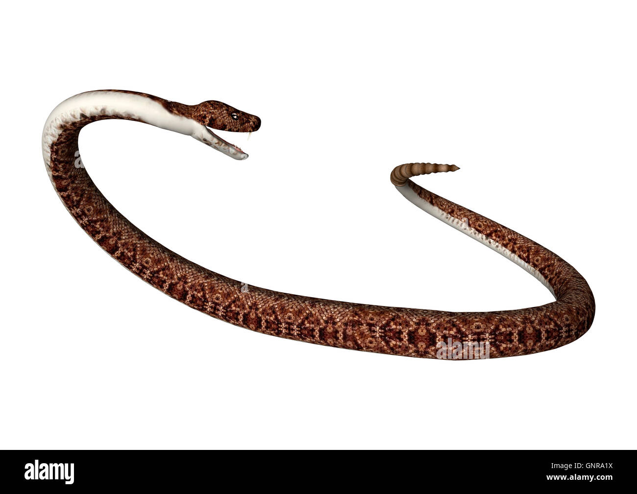 3D rendering of a rattlesnake isolated on white background Stock Photo