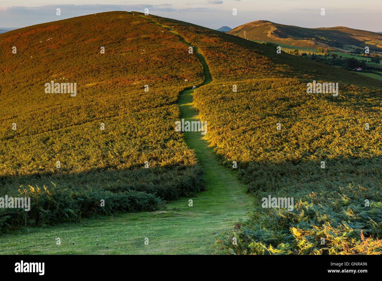 The ridge path on Ragleth Hill, near Church Stretton, Shropshire ...