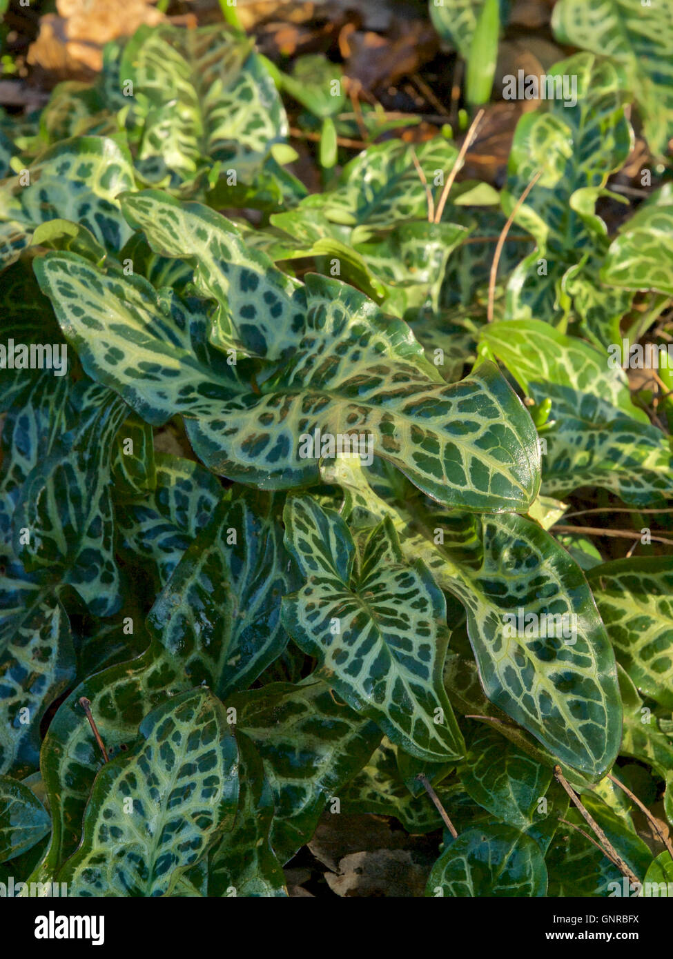 Early Spring leaves of Arum italicum subs. italicum Marmoratum Stock Photo