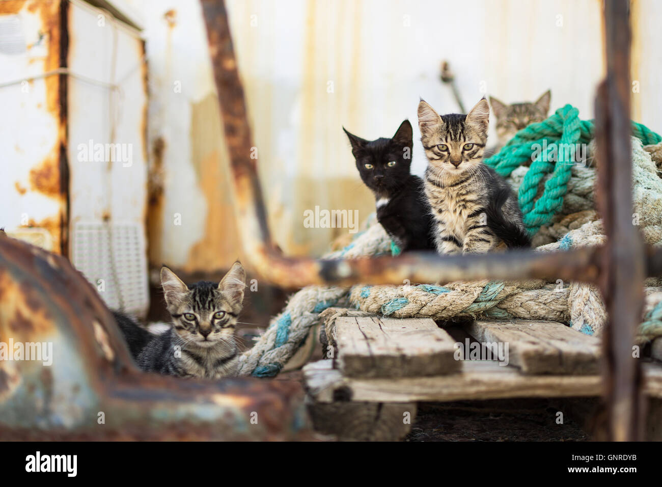 Cute Cats on Old Wooden Pallet and Worn Navy Ropes. Little Cats on Abandoned Old Rusty Ship. Stock Photo
