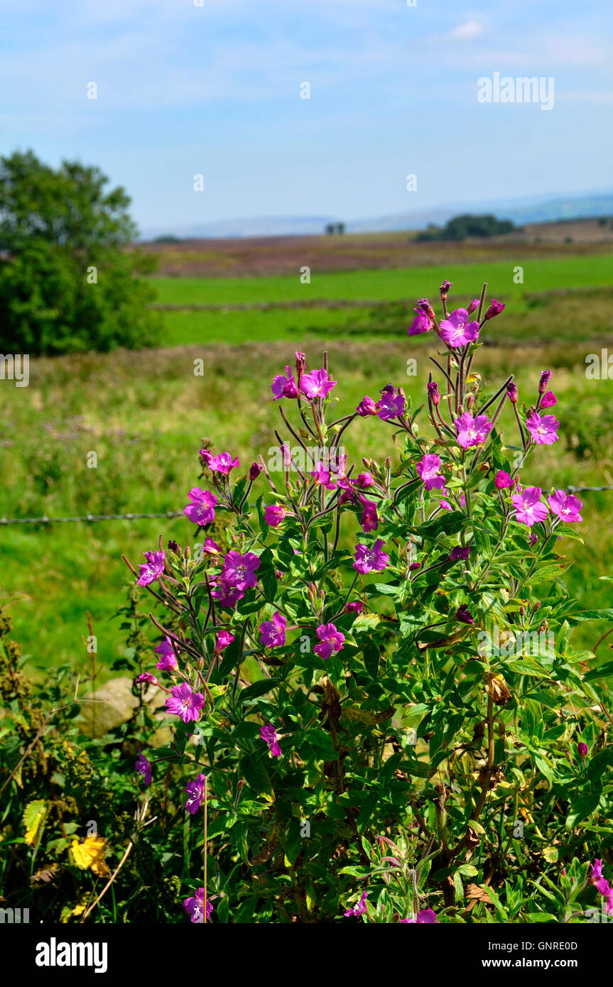 pink wild flowers Stock Photo - Alamy