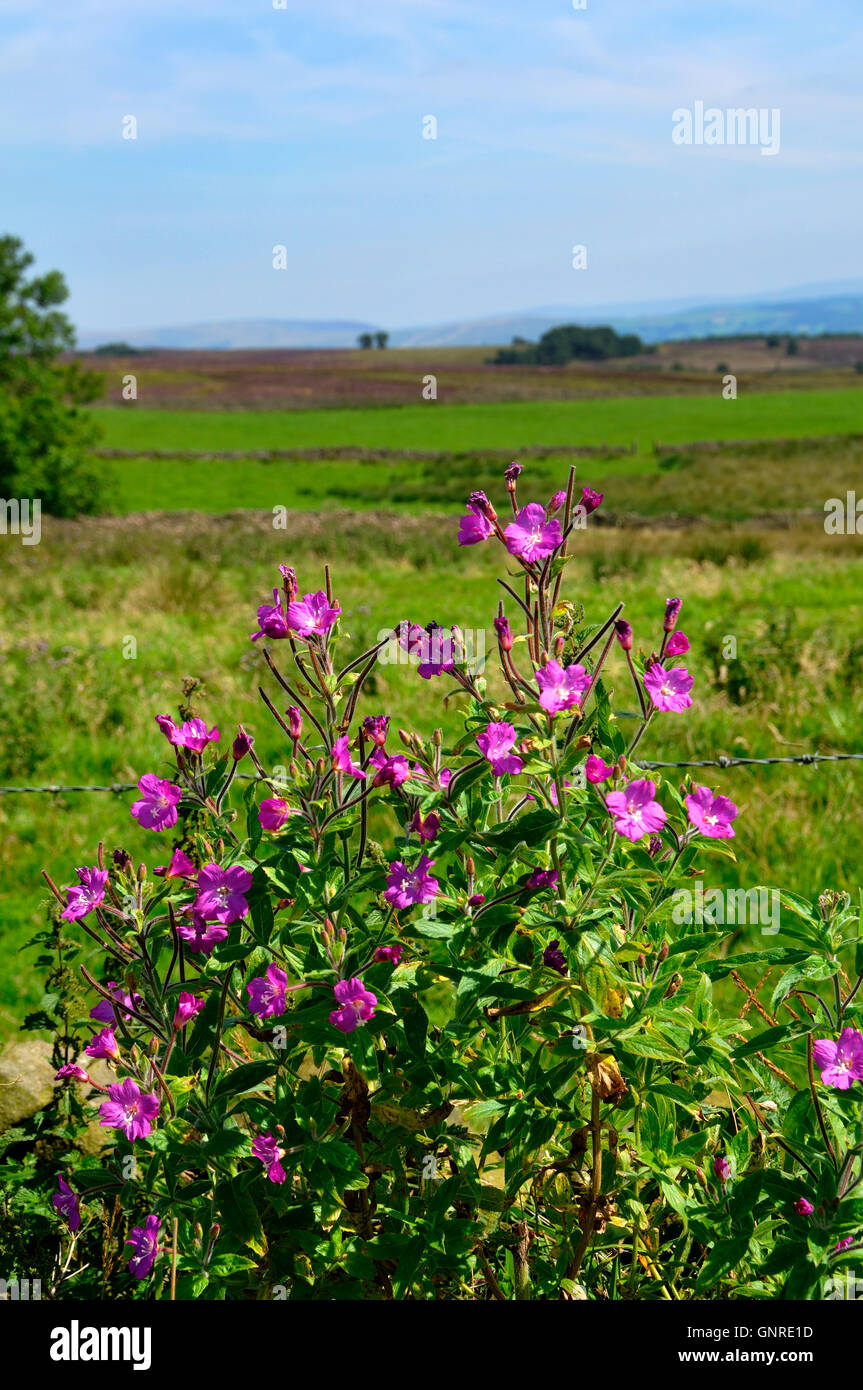 pink wild flowers Stock Photo - Alamy
