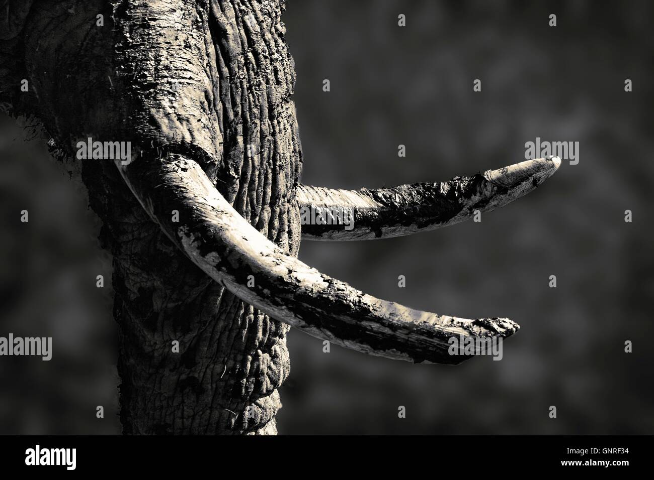 Ivory and Mud, an African Elephant Abstract, Showing Tusks and part of Trunk. Monochrome Stock Photo