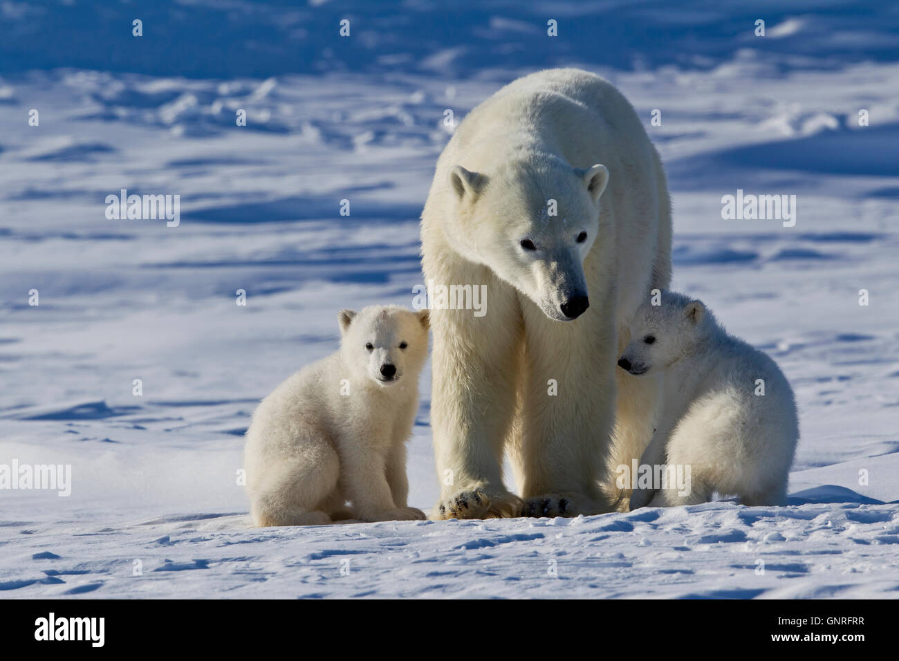 Polar Bear sow and two cubs Ursus maritimus on arctic tundra, Manitoba, Canada Stock Photo