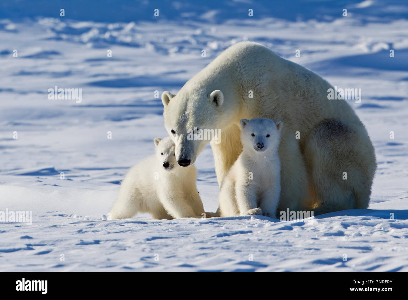 Arctic tundra biome hi-res stock photography and images - Alamy