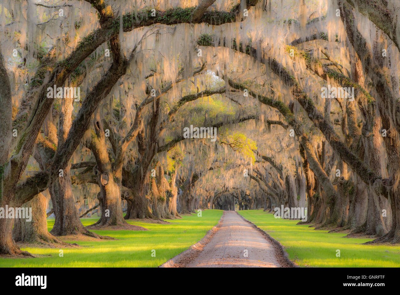 Spanish moss hires stock photography and images Alamy