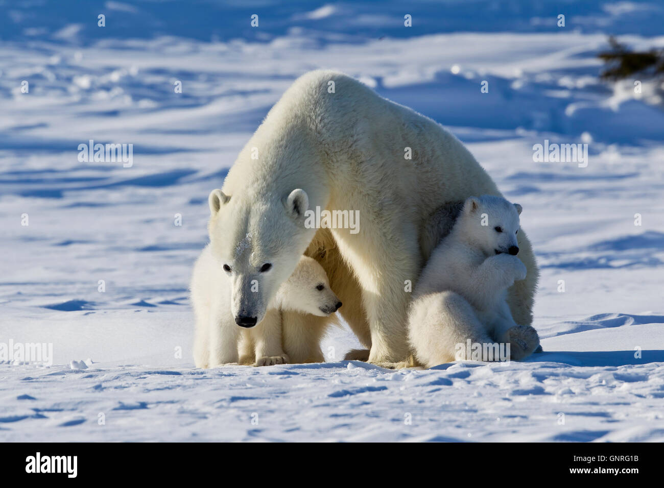 Polar Bear sow and two cubs Ursus maritimus on arctic tundra, Manitoba, Canada Stock Photo