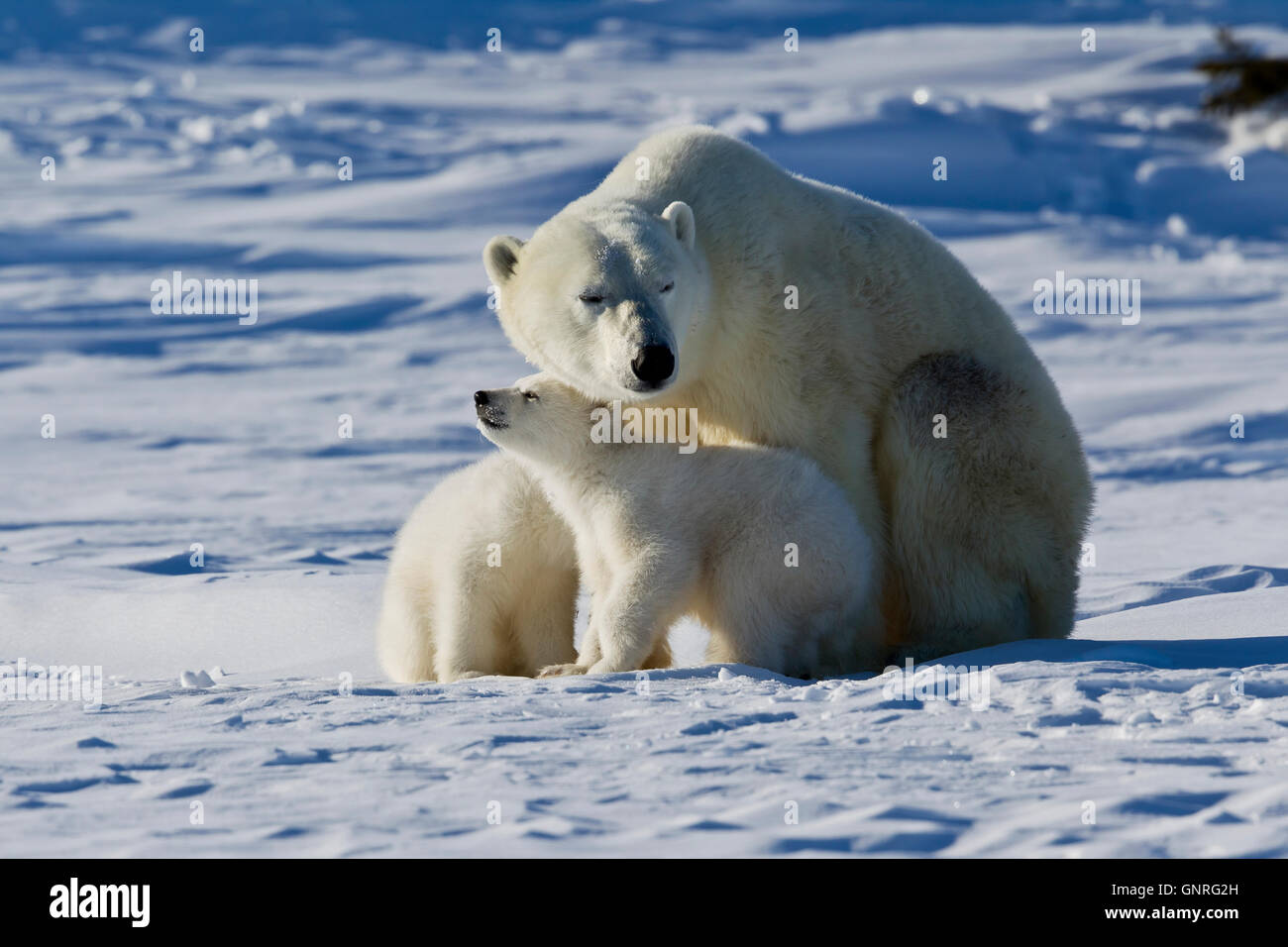 Polar Bear sow and two cubs Ursus maritimus on arctic tundra, Manitoba, Canada Stock Photo