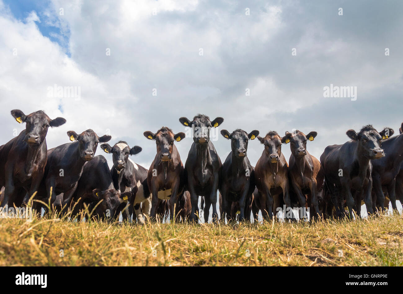 Meat Export Uk Stock Photos &amp; Meat Export Uk Stock Images ...