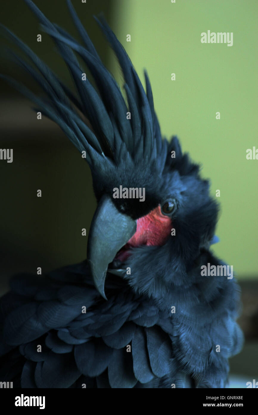 The palm cockatoo (Probosciger aterrimus) in Bintan, Indonesia. Photo by Yuli Seperi/Alamy Stock Photo