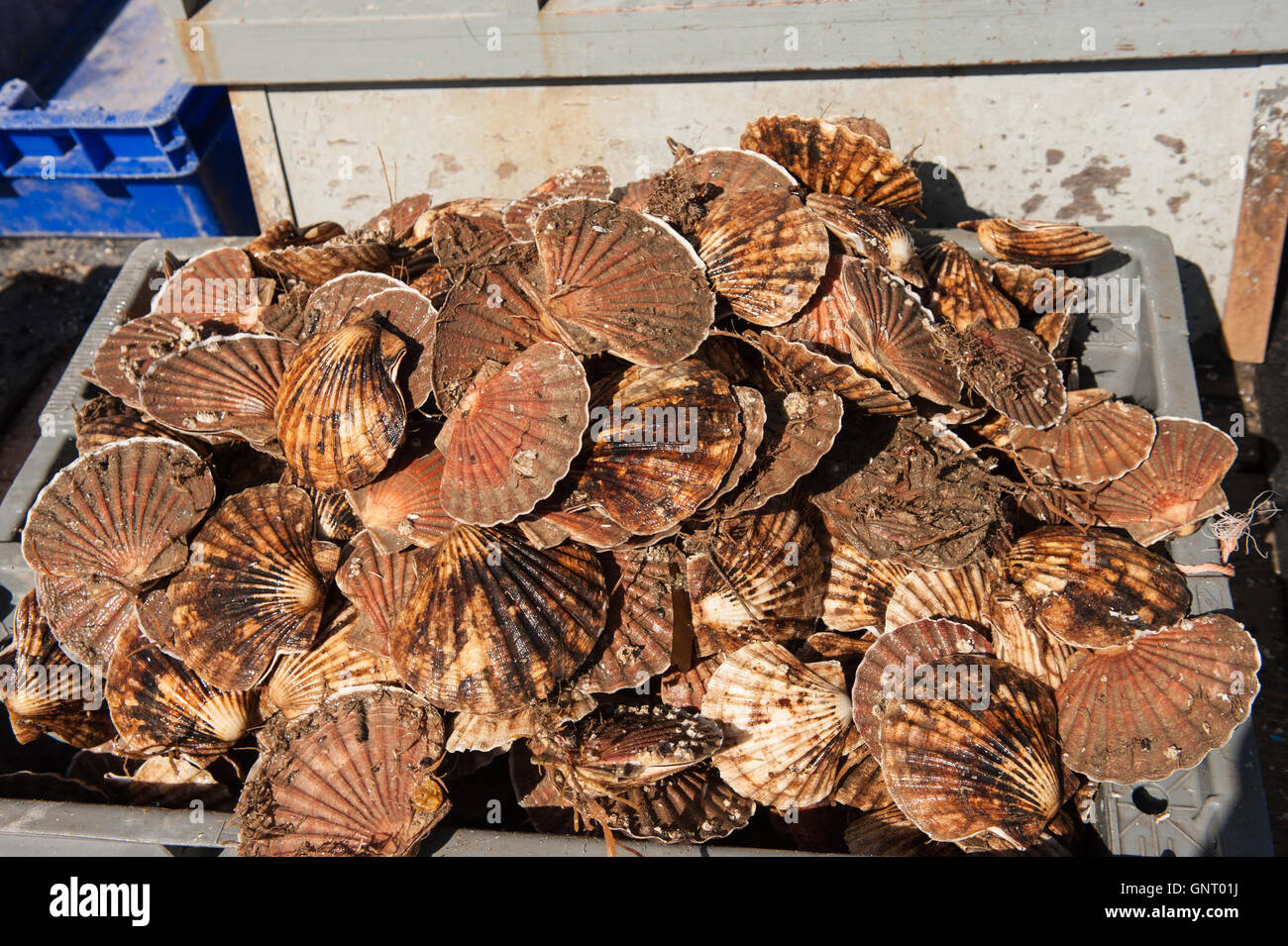Tobermory, United Kingdom, Big pectinids on a cutter off the Isle of Mull Stock Photo
