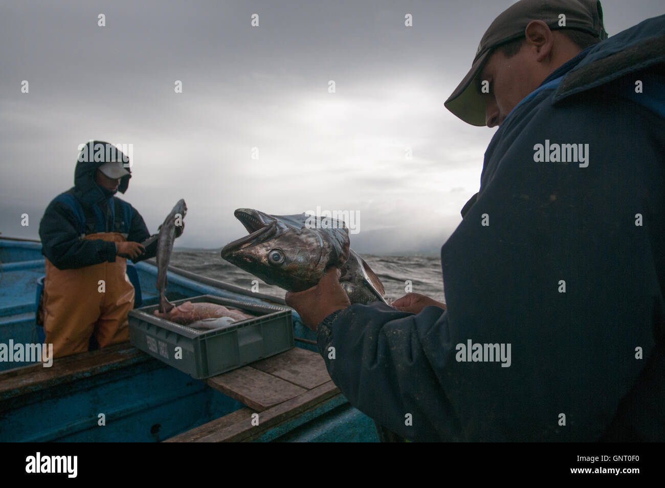 Line fishing for Sierra (Scomberomorus sierra) Stock Photo