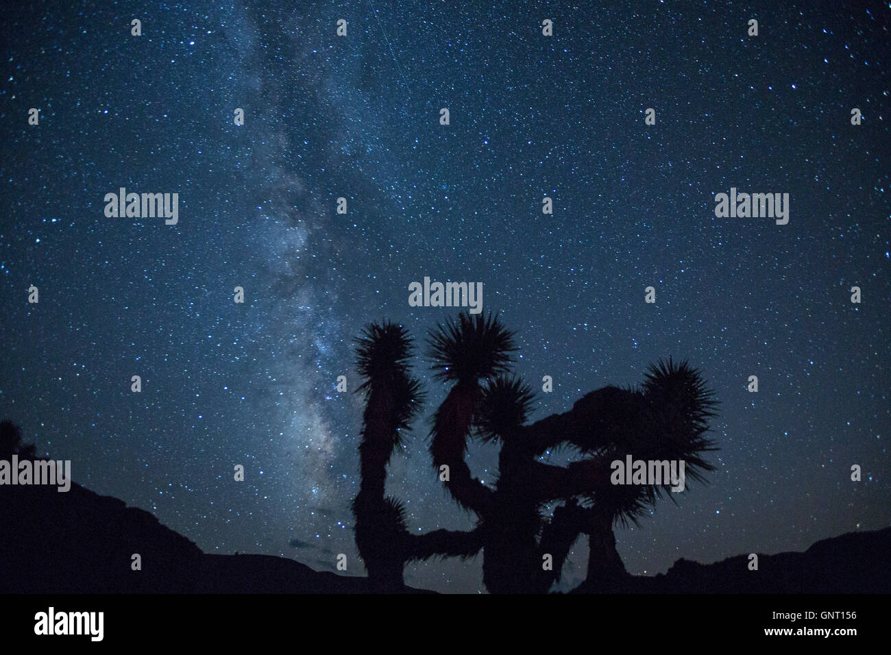 The stars of the Milky Way in the night sky over a Joshua Tree in the Piper Mountain Wilderness in the desert of the White Mountains near Big Pine, California. Stock Photo