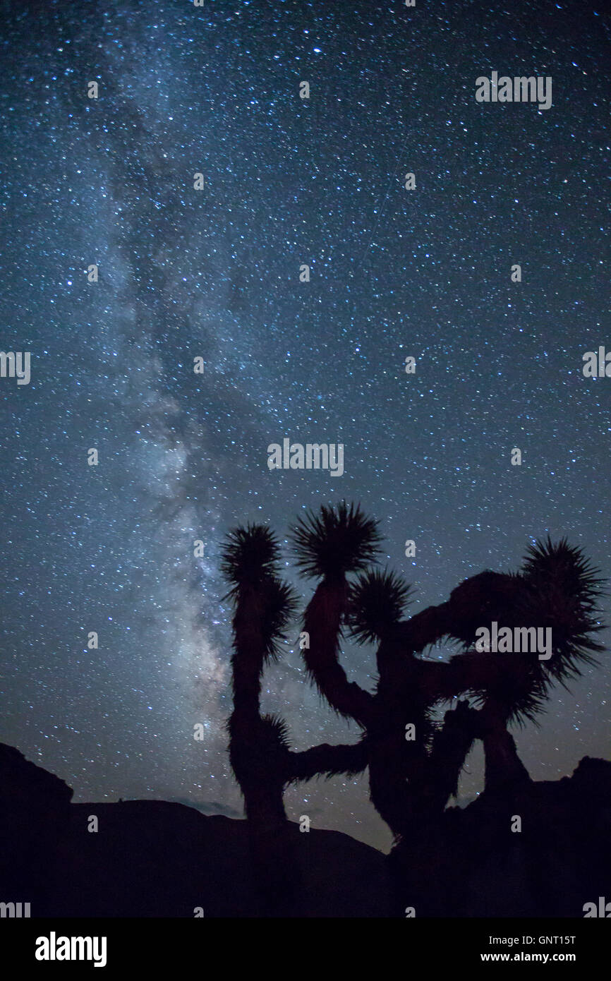 The stars of the Milky Way in the night sky over a Joshua Tree in the Piper Mountain Wilderness in the desert of the White Mountains near Big Pine, California. Stock Photo