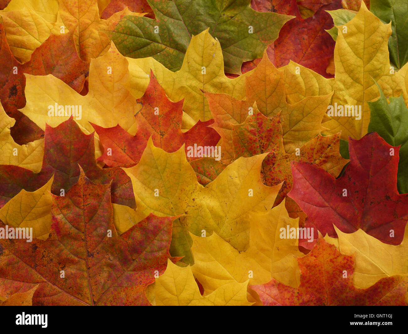 Yellow orange maple leaves hi-res stock photography and images - Alamy