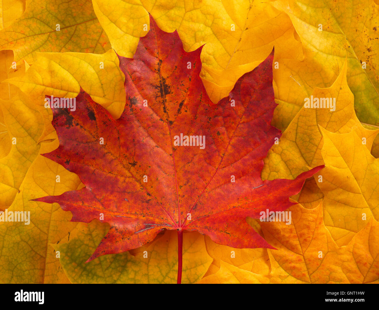 Autumn colored maple leaves background Stock Photo