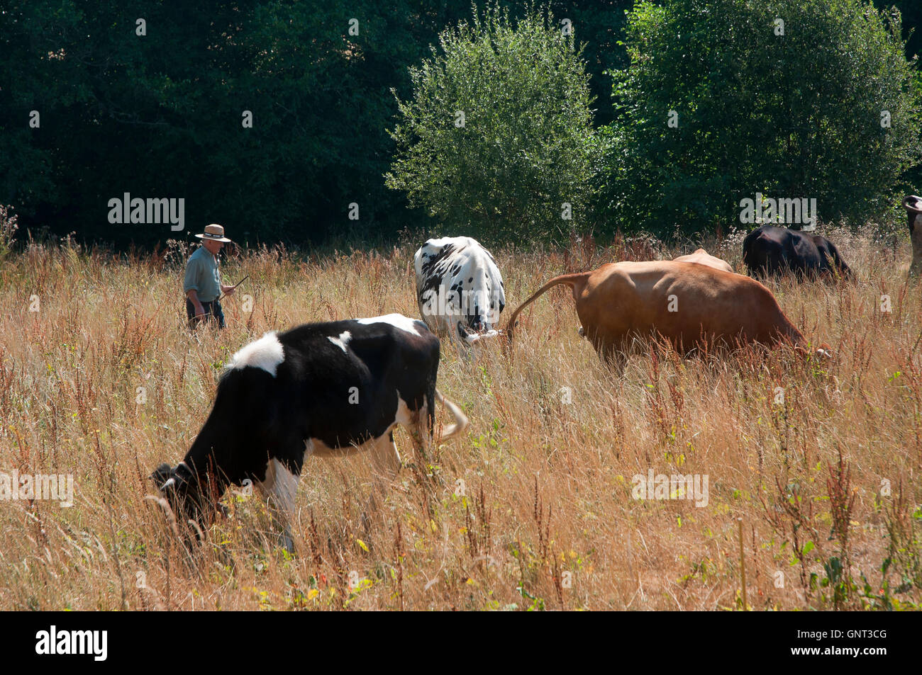 Cows grazing, Dozon, Pontevedra province, Region of Galicia, Spain, Europe Stock Photo