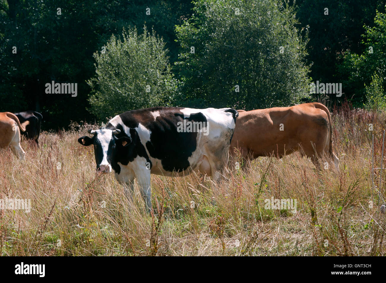 Cows grazing, Dozon, Pontevedra province, Region of Galicia, Spain, Europe Stock Photo