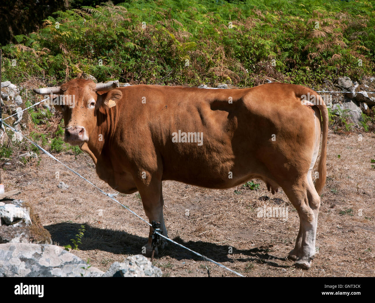 Spain cow farm spanish galician hires stock photography and images Alamy