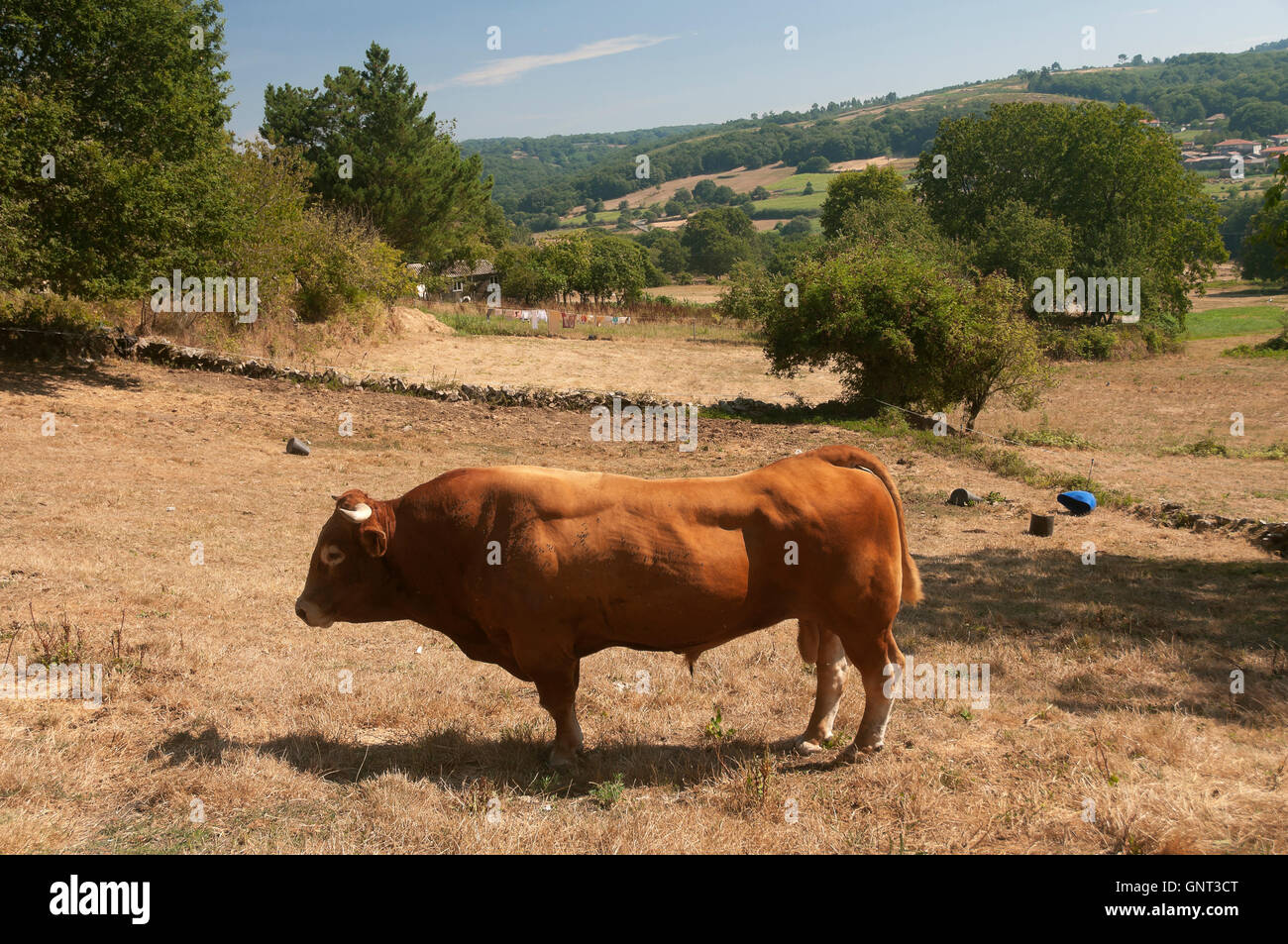 A bull, Dozon, Pontevedra province, Region of Galicia, Spain, Europe Stock Photo