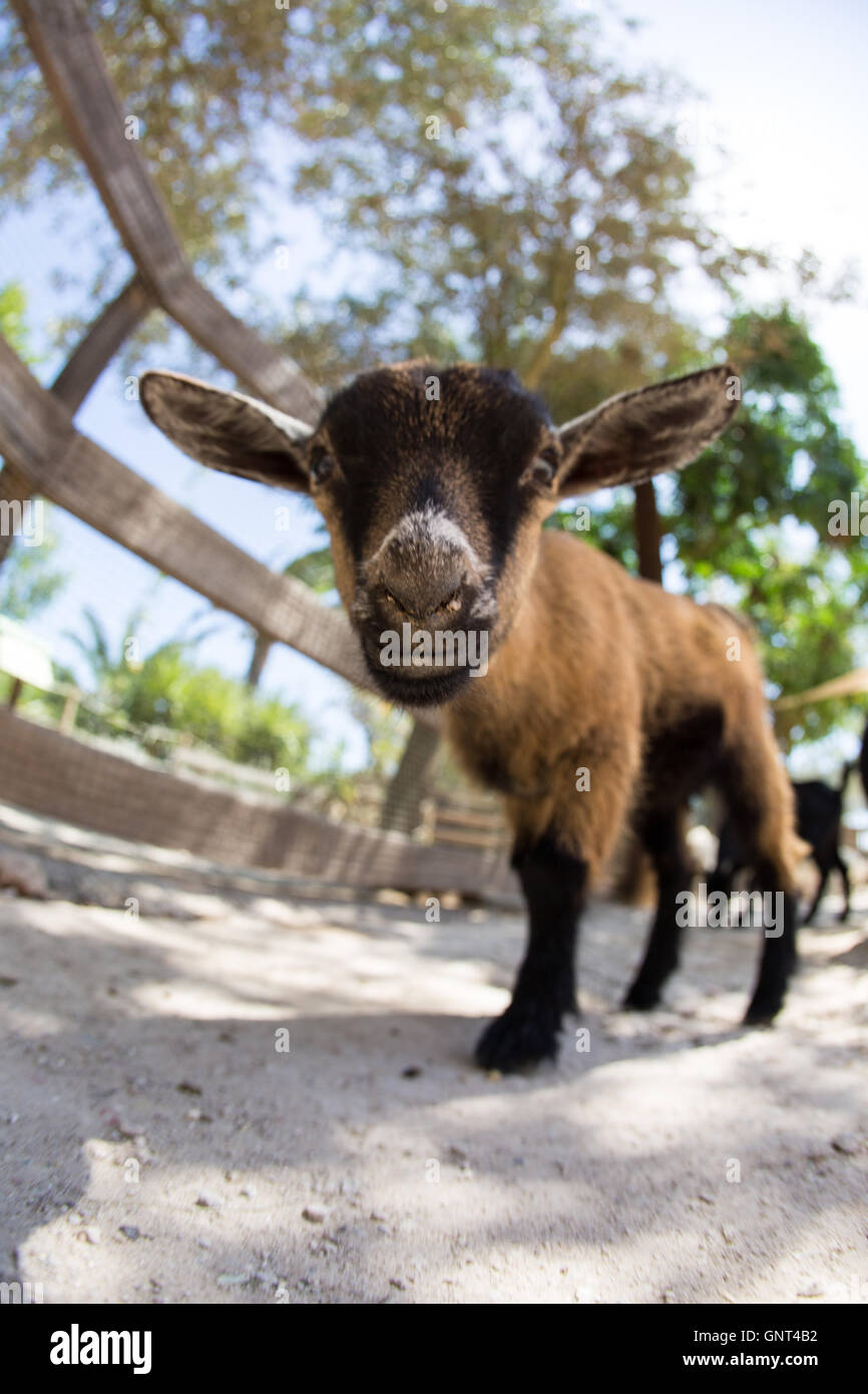 Goat face with big ears Stock Photo