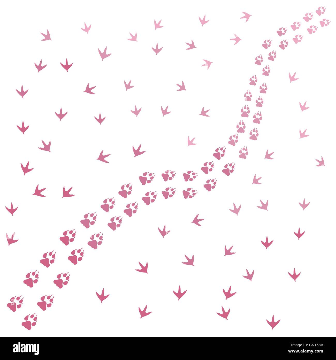 Nice picture of traces of birds and animals on a white background Stock
