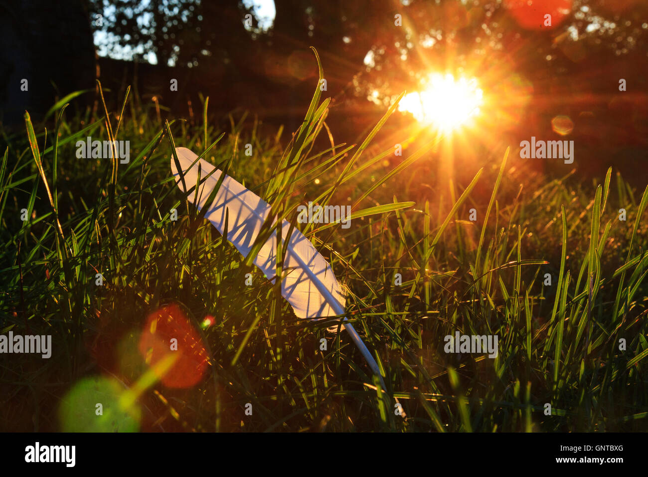 white feather of green at sunset Stock Photo