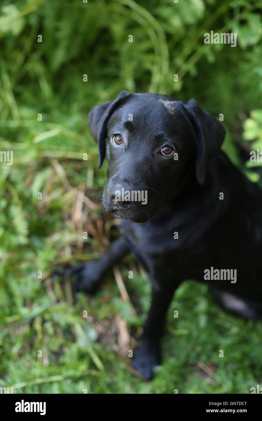 English Black Labrador puppy sitting in lush green grass. Stock Photo