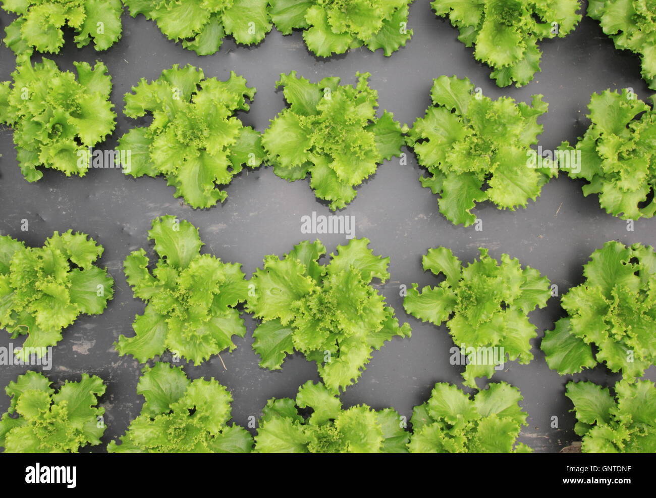 Overhead view of organic loose leaf lettuce grown using black sheeting to suppress weeds in English kitchen garden setting, UK Stock Photo