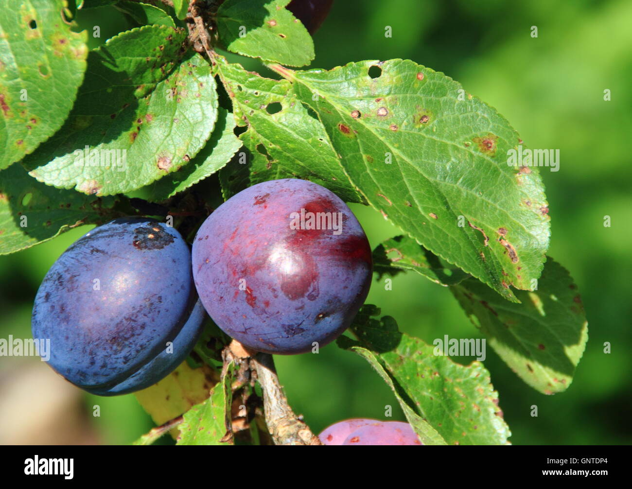 'River's Early Prolific' plums ready to pick in an English orchard in August Stock Photo