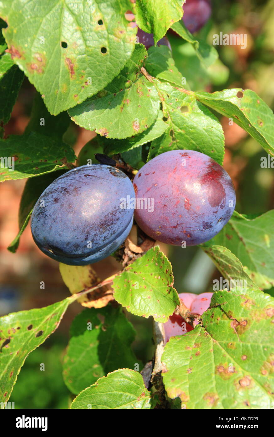Ripening plums  of the River's Early Prolific variety growing in an English orchard garden - August Stock Photo
