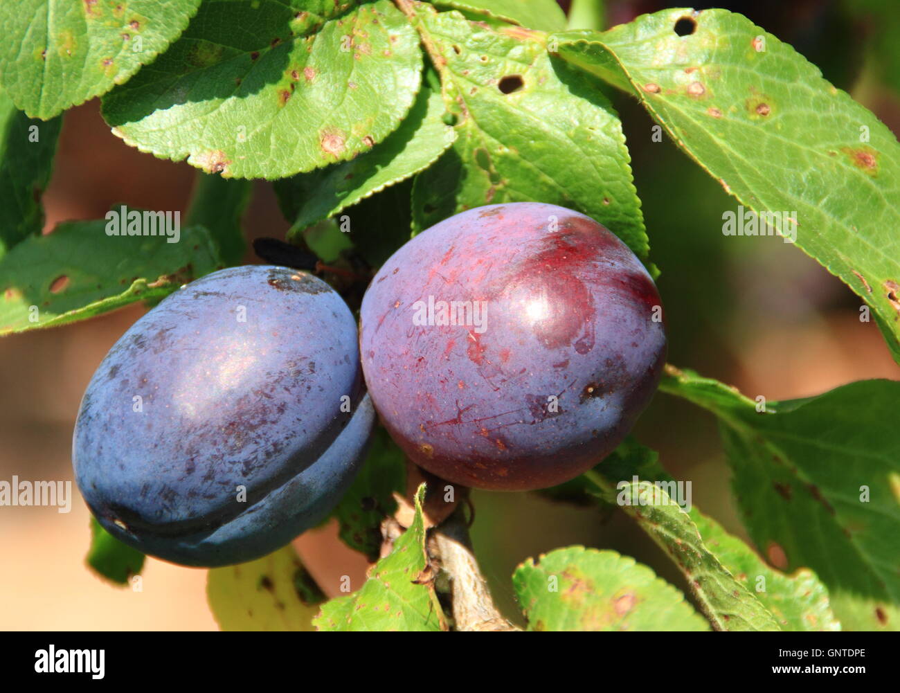 Ripening plums  of the River's Early Prolific variety growing in an English orchard garden - August Stock Photo